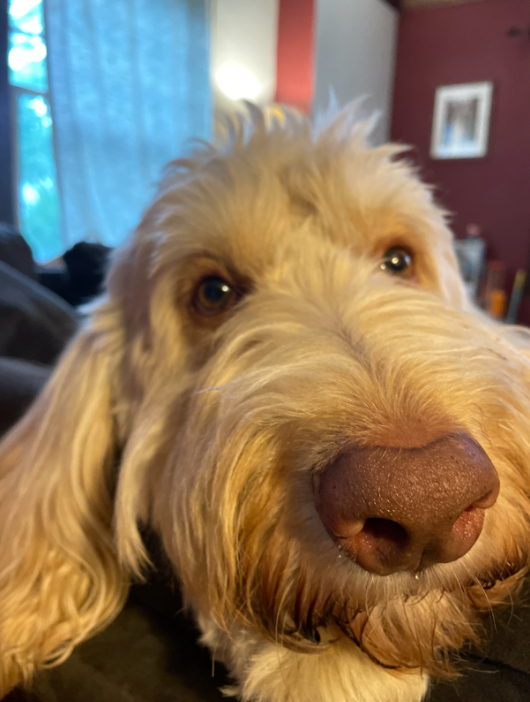 Doolin, an adoptable Goldendoodle in Irwin, PA, 15642 | Photo Image 3