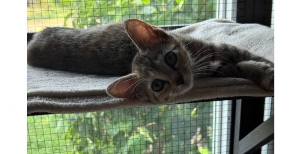 Willow
