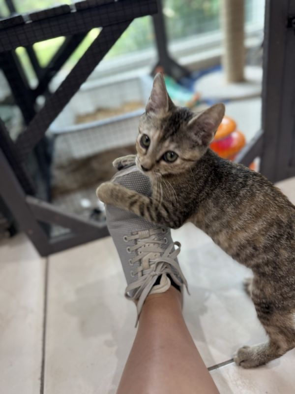 Olive