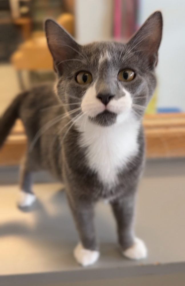 Tubby, an adoptable Domestic Short Hair in Bemidji, MN, 56601 | Photo Image 1