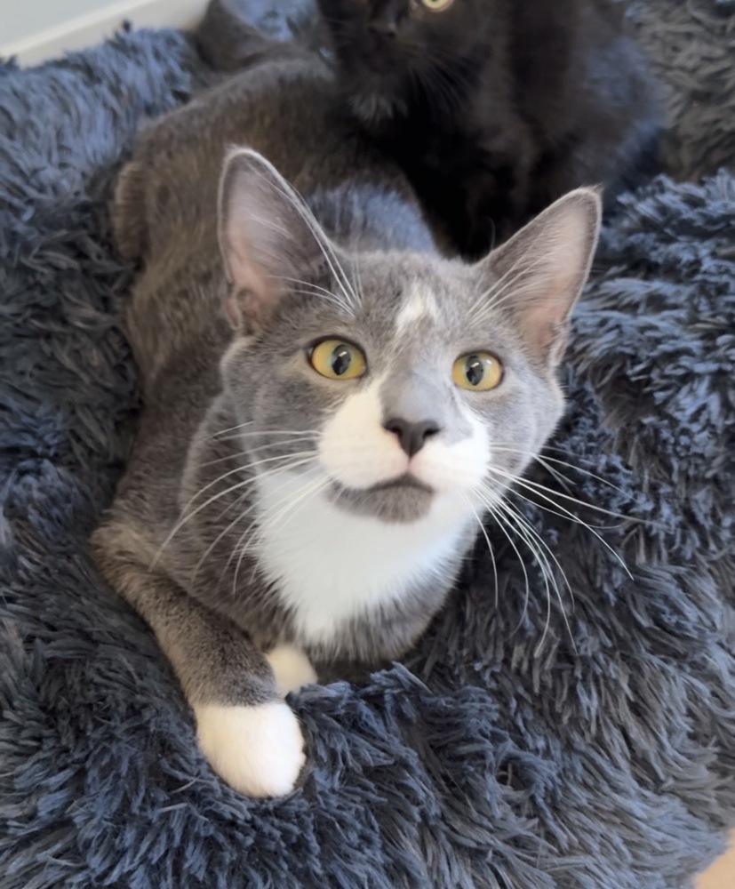 Tubby, an adoptable Domestic Short Hair in Bemidji, MN, 56601 | Photo Image 1