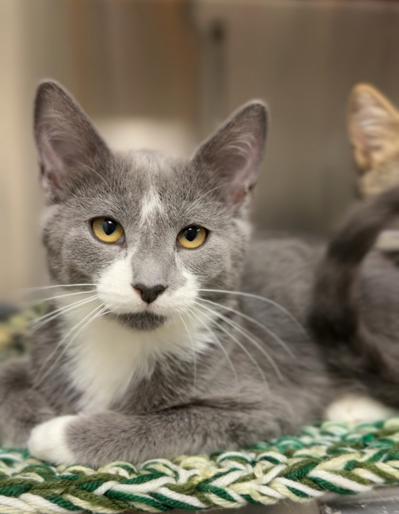 Tubby, an adoptable Domestic Short Hair in Bemidji, MN, 56601 | Photo Image 2