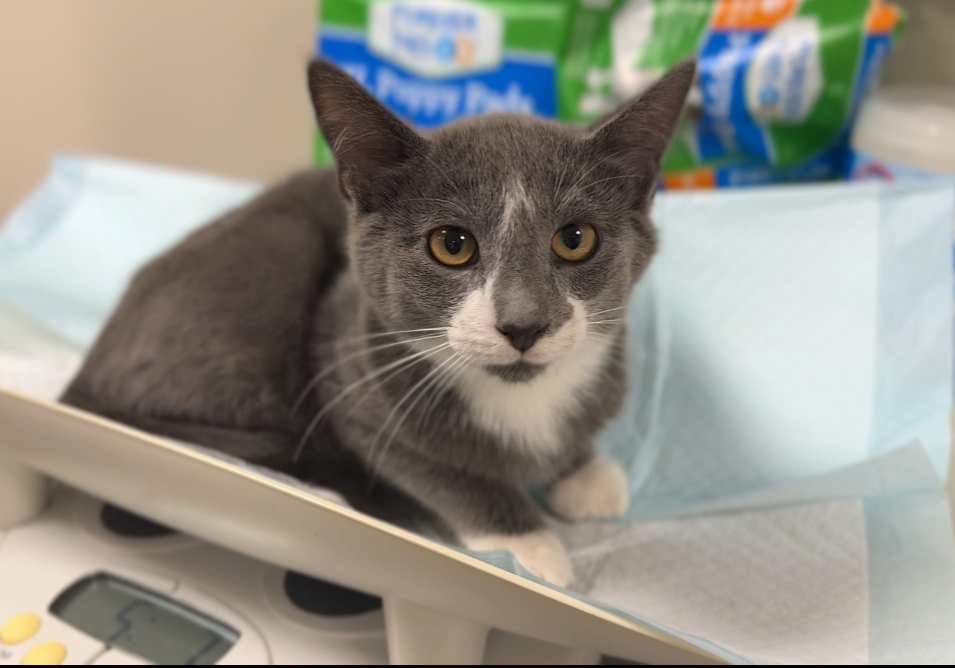 Tubby, an adoptable Domestic Short Hair in Bemidji, MN, 56601 | Photo Image 3