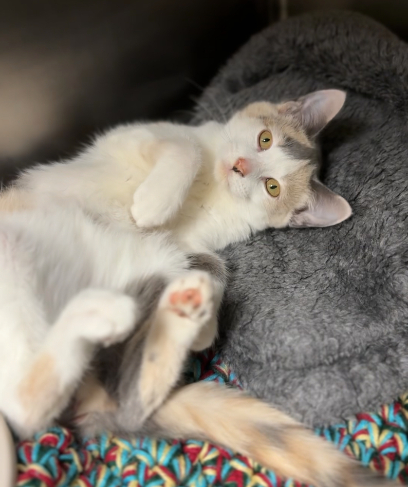 Patches, an adoptable Domestic Short Hair in Bemidji, MN, 56601 | Photo Image 1