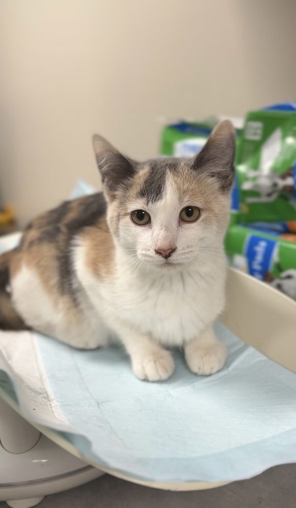 Patches, an adoptable Domestic Short Hair in Bemidji, MN, 56601 | Photo Image 2