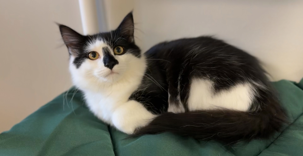 Bug, an adoptable Domestic Medium Hair in Bemidji, MN, 56601 | Photo Image 1