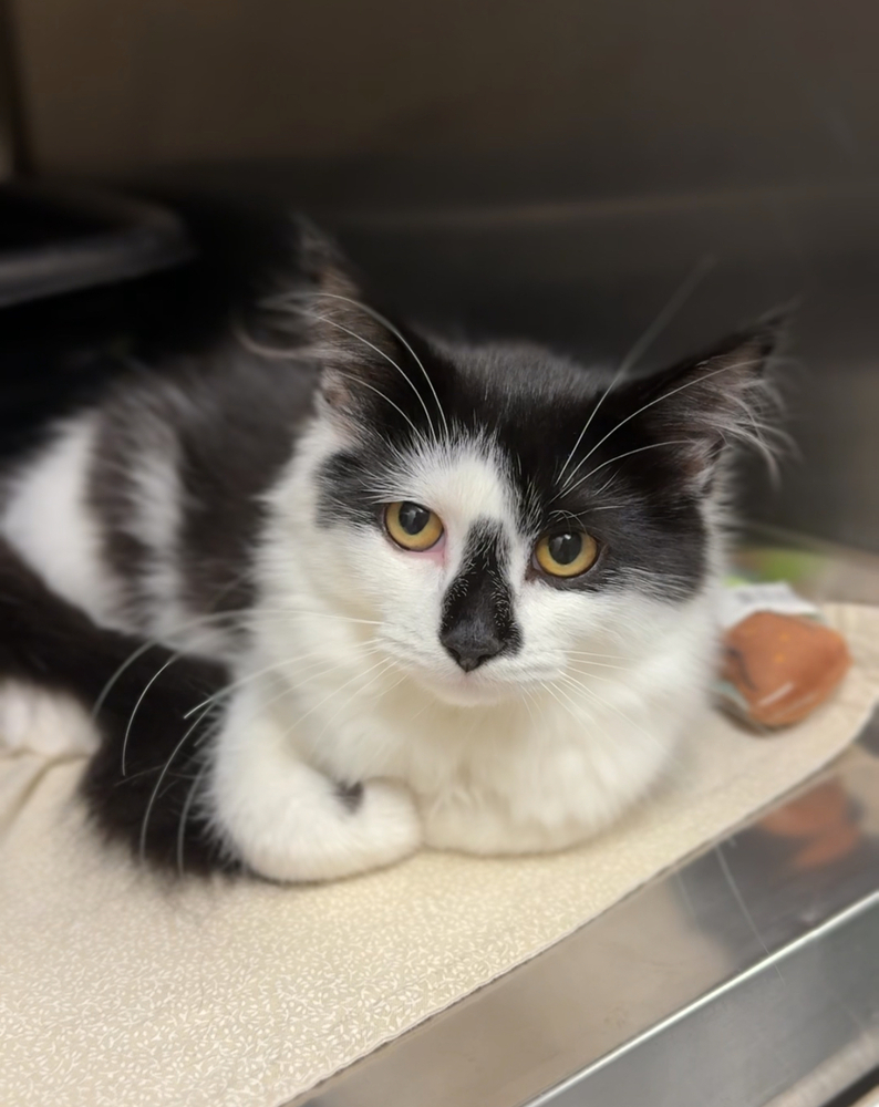Bug, an adoptable Domestic Medium Hair in Bemidji, MN, 56601 | Photo Image 2
