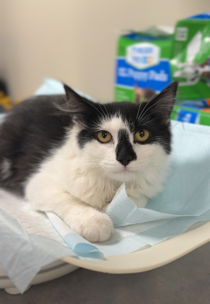 Bug, an adoptable Domestic Medium Hair in Bemidji, MN, 56601 | Photo Image 3