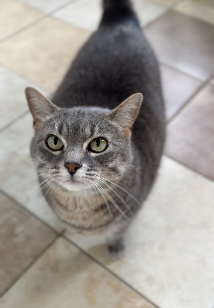 Glacier, an adoptable Domestic Short Hair in Bemidji, MN, 56601 | Photo Image 1