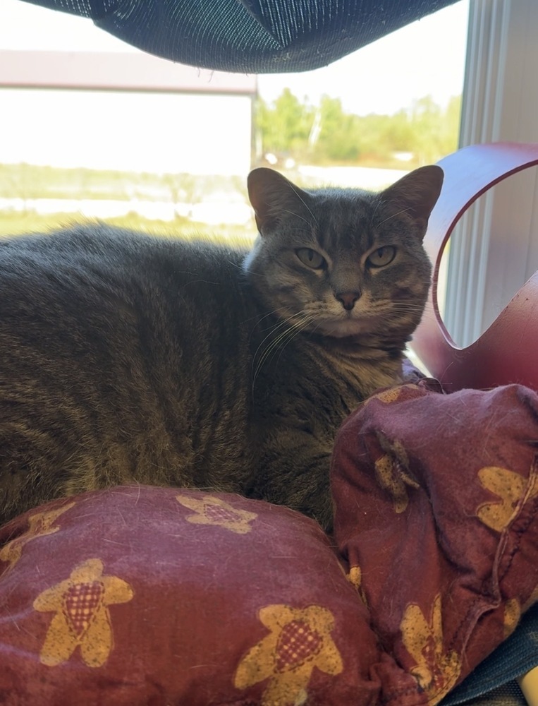 Glacier, an adoptable Domestic Short Hair in Bemidji, MN, 56601 | Photo Image 1