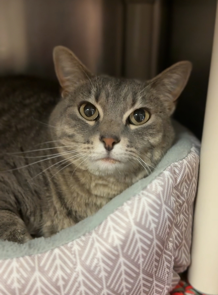Glacier, an adoptable Domestic Short Hair in Bemidji, MN, 56601 | Photo Image 2
