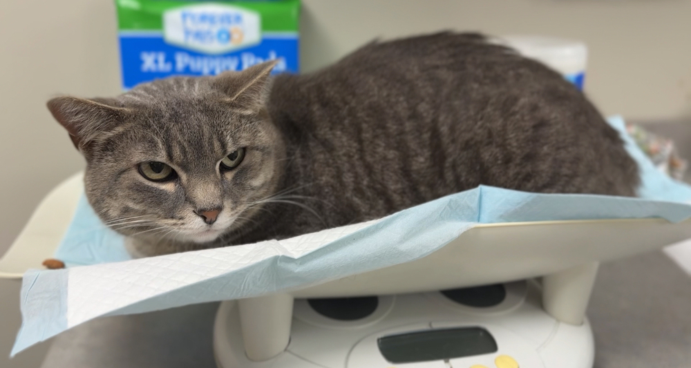 Glacier, an adoptable Domestic Short Hair in Bemidji, MN, 56601 | Photo Image 3