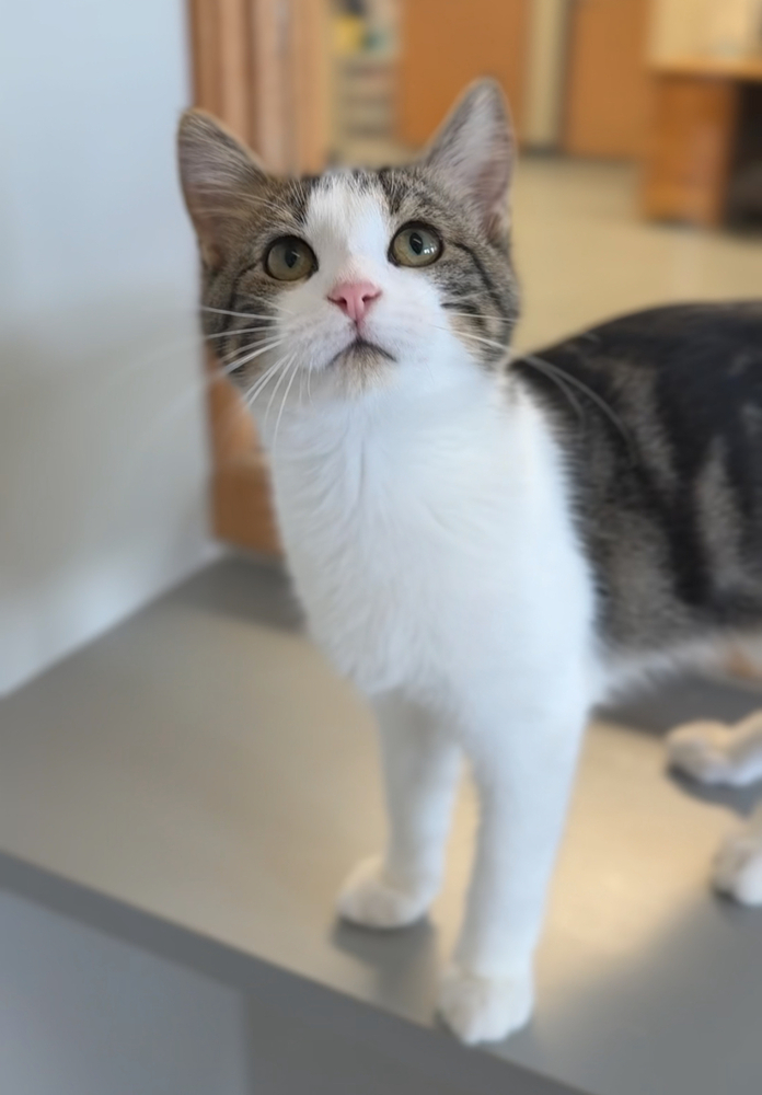 Buddy, an adoptable Domestic Short Hair in Bemidji, MN, 56601 | Photo Image 1