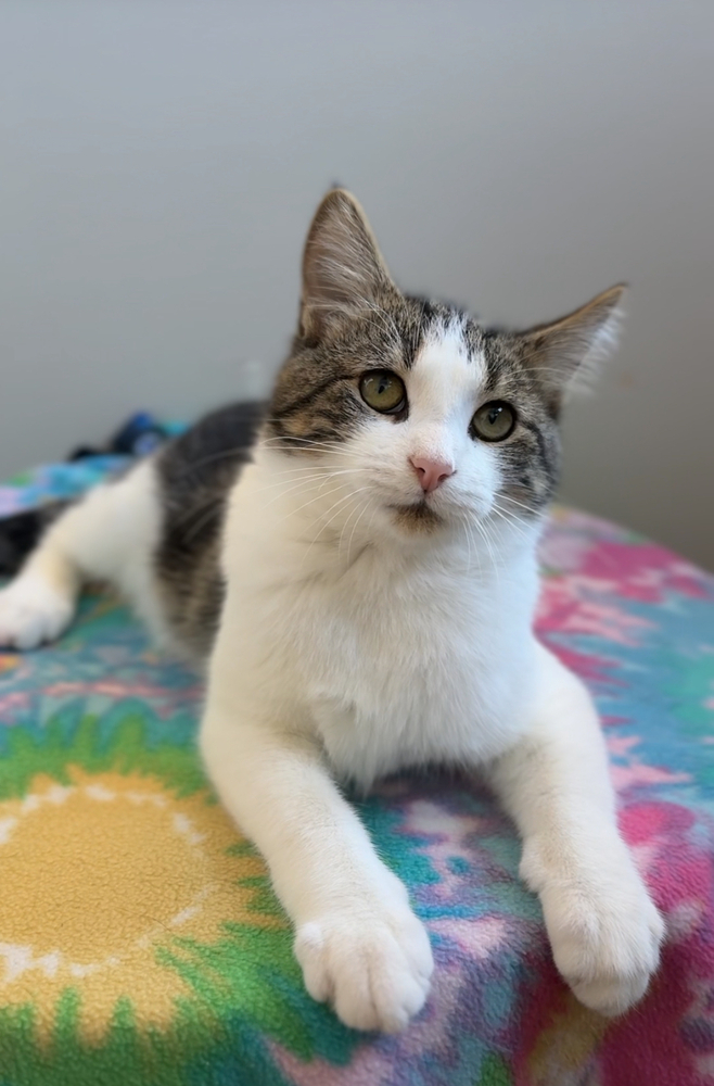 Buddy, an adoptable Domestic Short Hair in Bemidji, MN, 56601 | Photo Image 1
