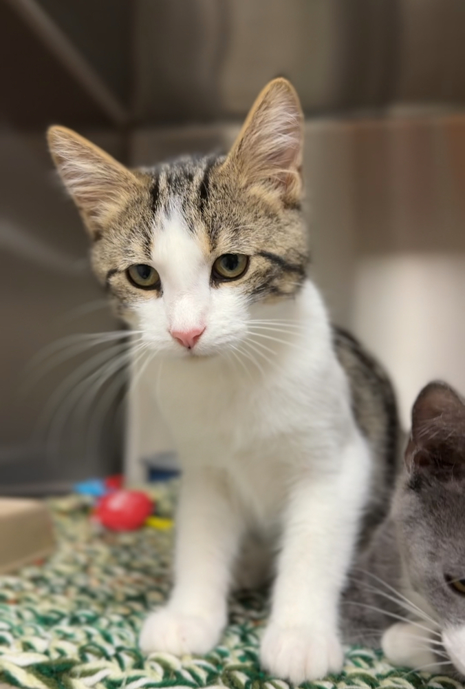 Buddy, an adoptable Domestic Short Hair in Bemidji, MN, 56601 | Photo Image 2