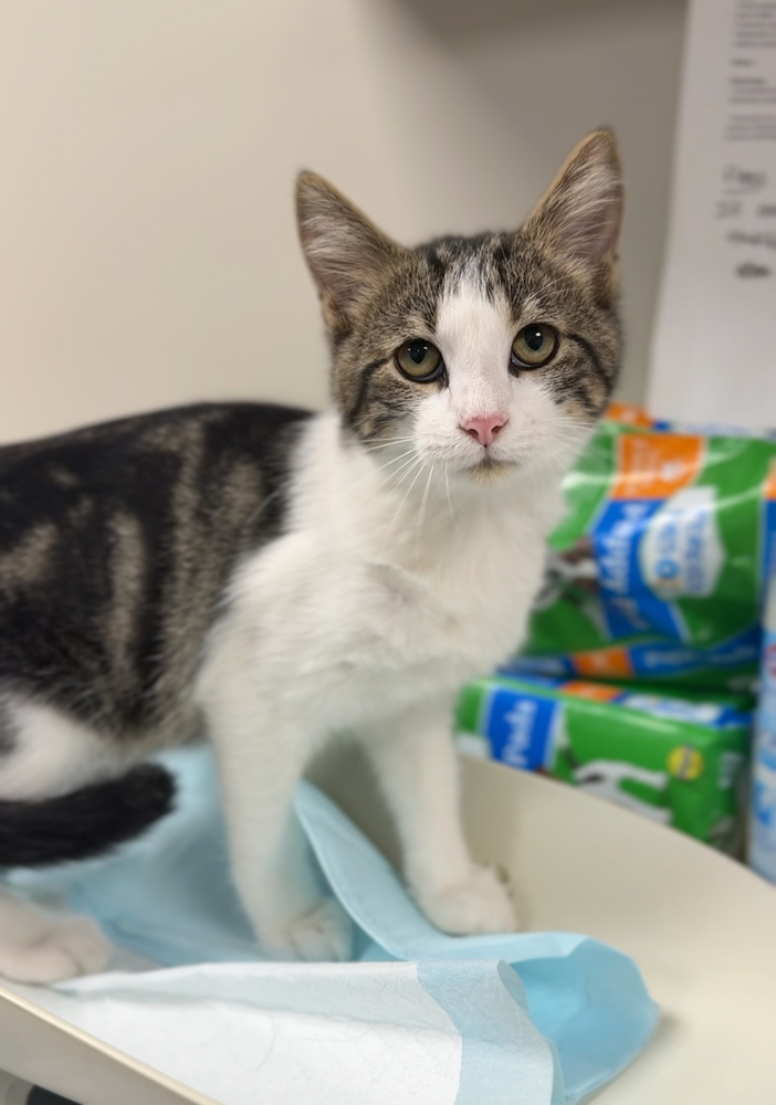 Buddy, an adoptable Domestic Short Hair in Bemidji, MN, 56601 | Photo Image 3