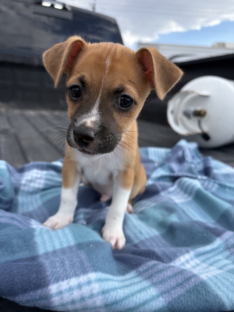 Oscar (Ophelia's Litter)
