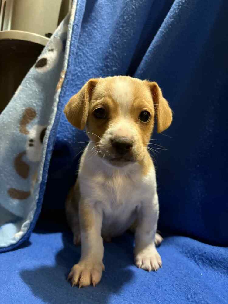 Oliver (Ophelia's Litter)