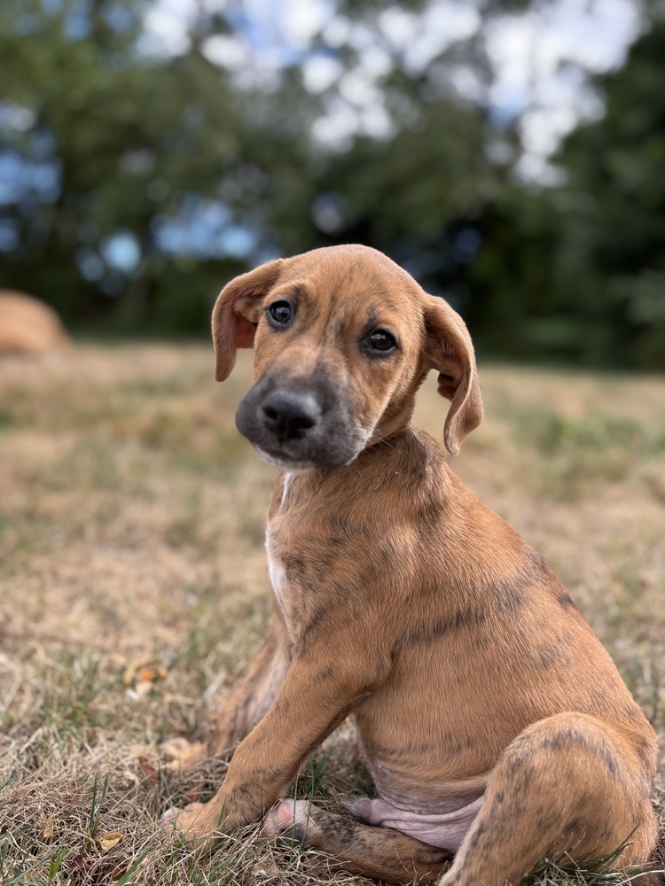 Fee Fi Fum (F Puppies)