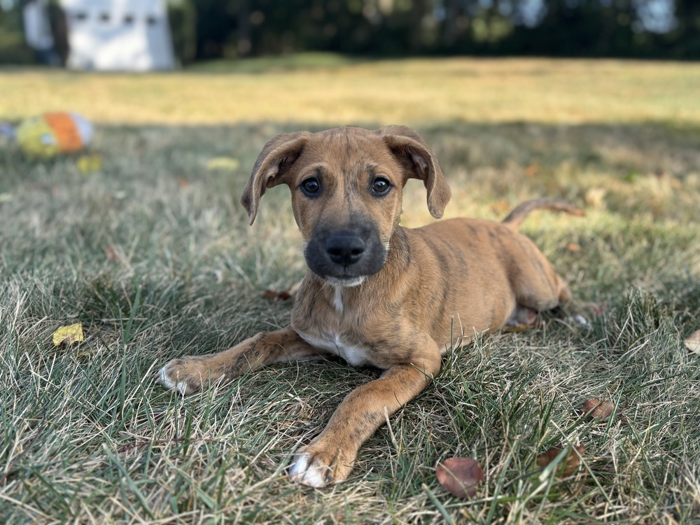 Fee Fi Fum (F Puppies)