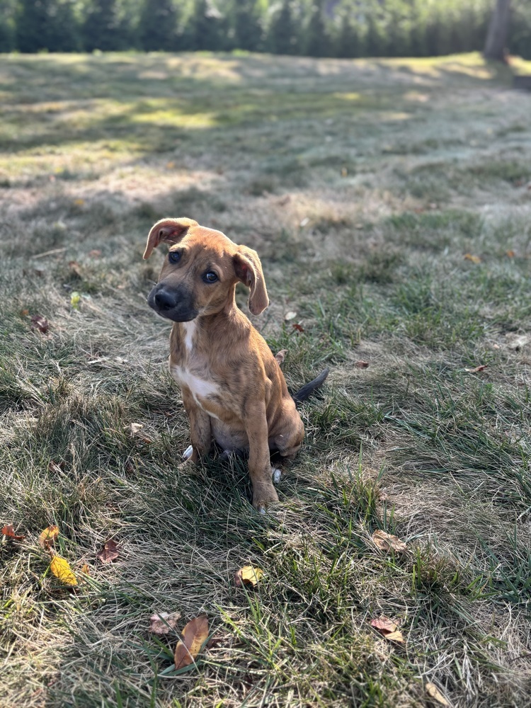 Fee Fi Fum (F Puppies)