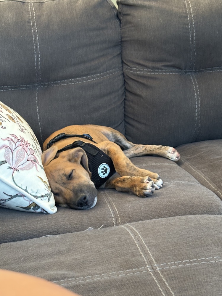 Fee Fi Fum (F Puppies)