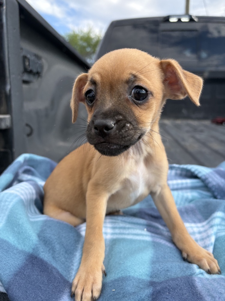 Opal (Ophelia's Litter)