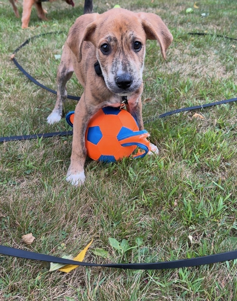 Fjord (F Puppies)