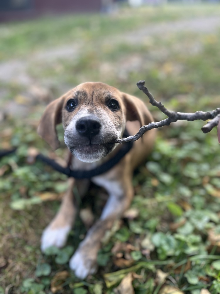 Fjord (F Puppies)