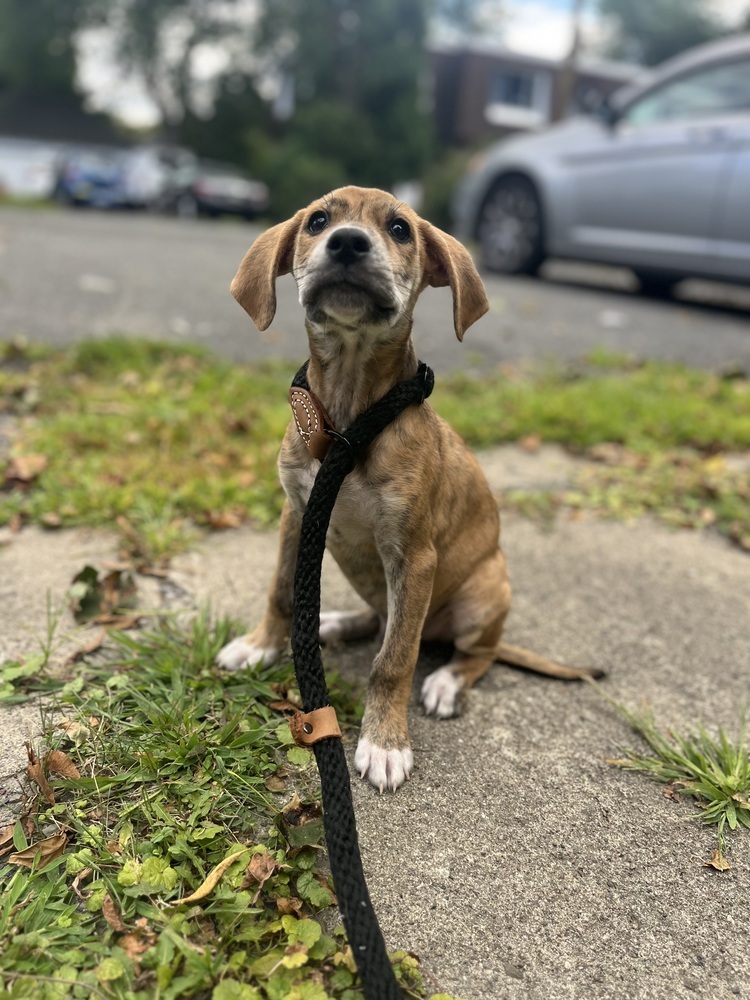 Fjord (F Puppies)