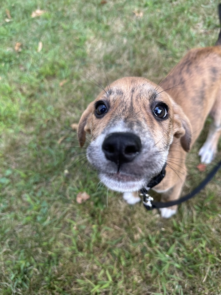 Fjord (F Puppies)