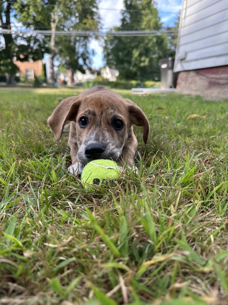Fjord (F Puppies)