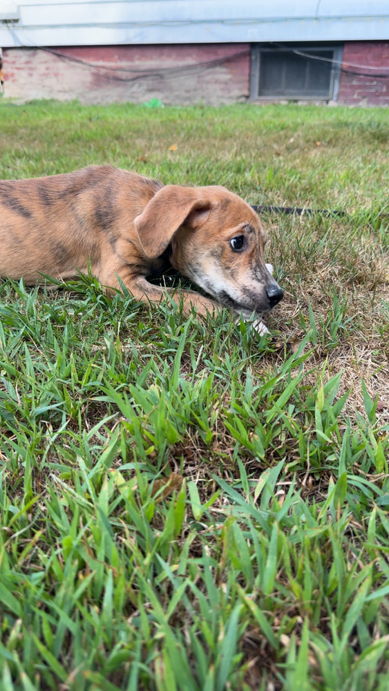 Fjord (F Puppies)