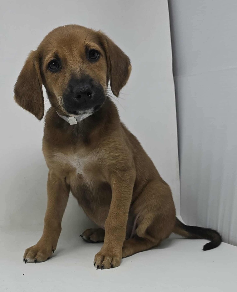 Flirt Alert (F Puppies)
