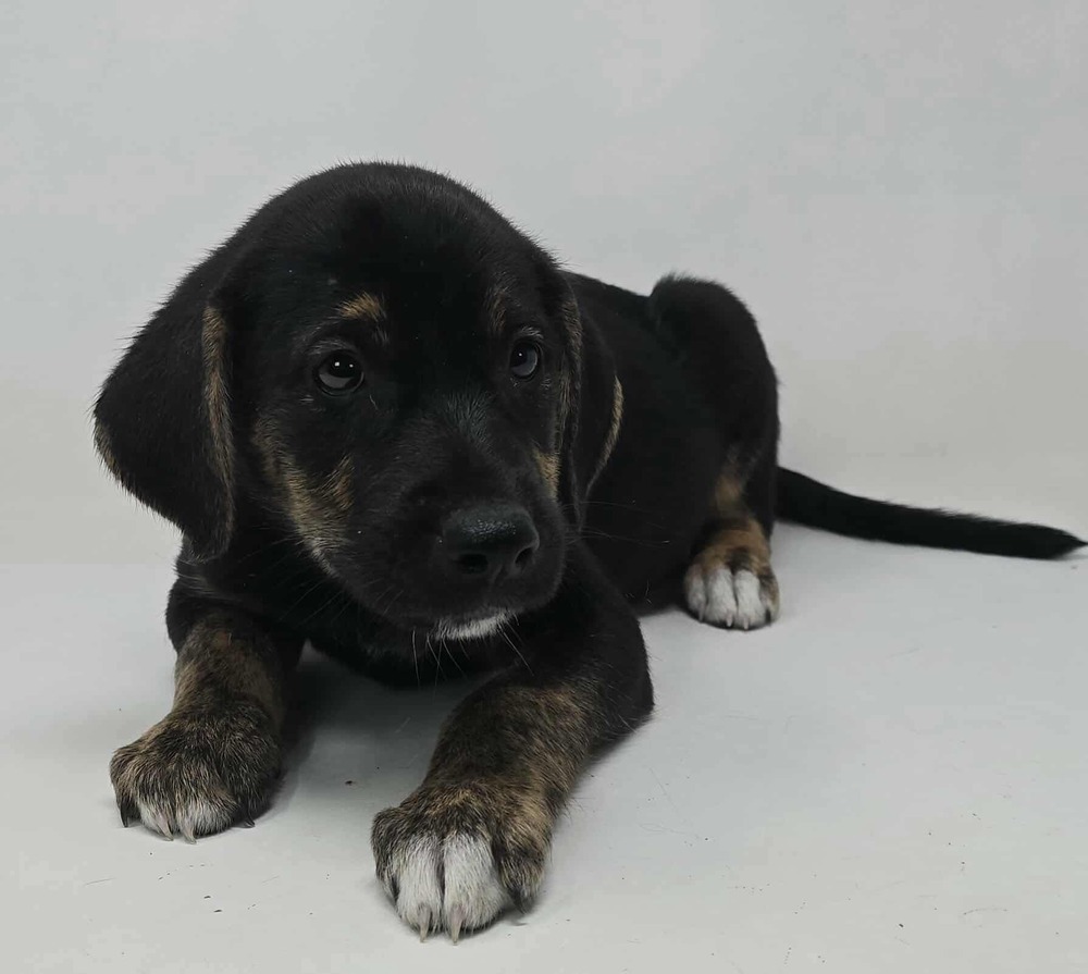 Finish Line (F Puppies)