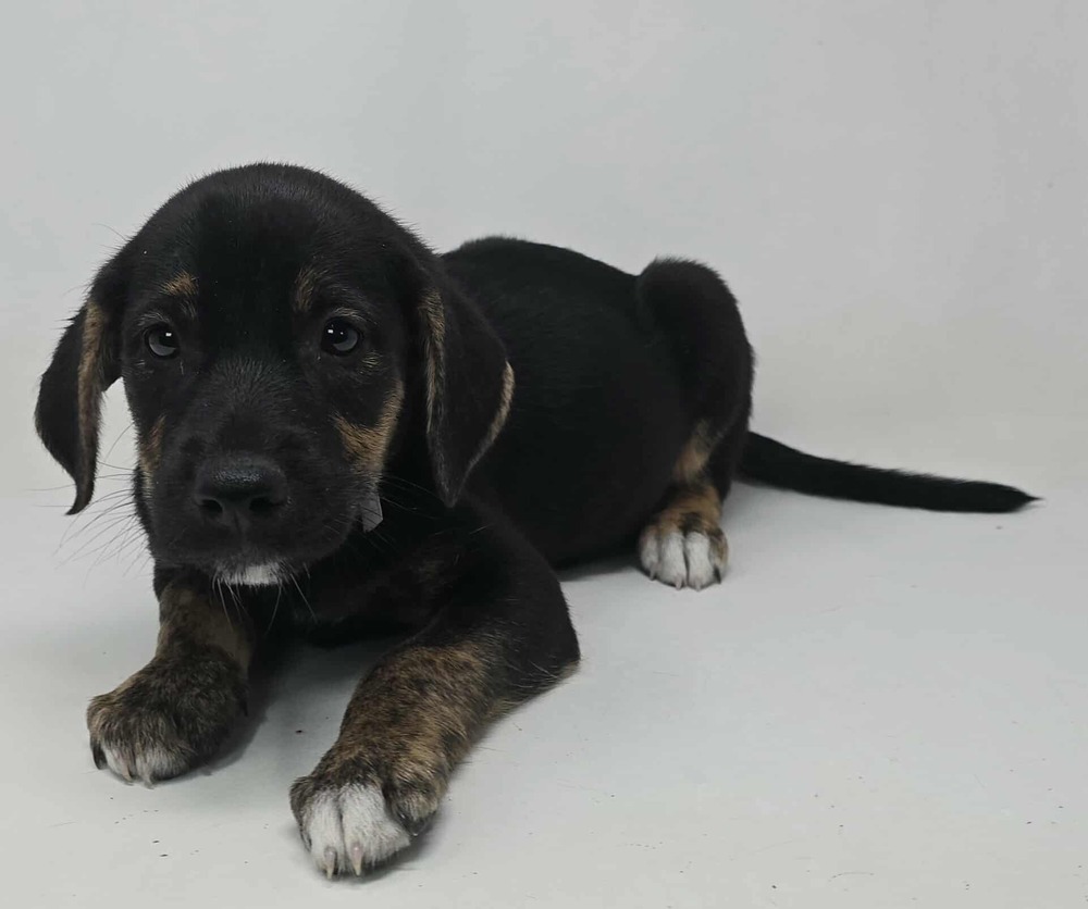 Finish Line (F Puppies)