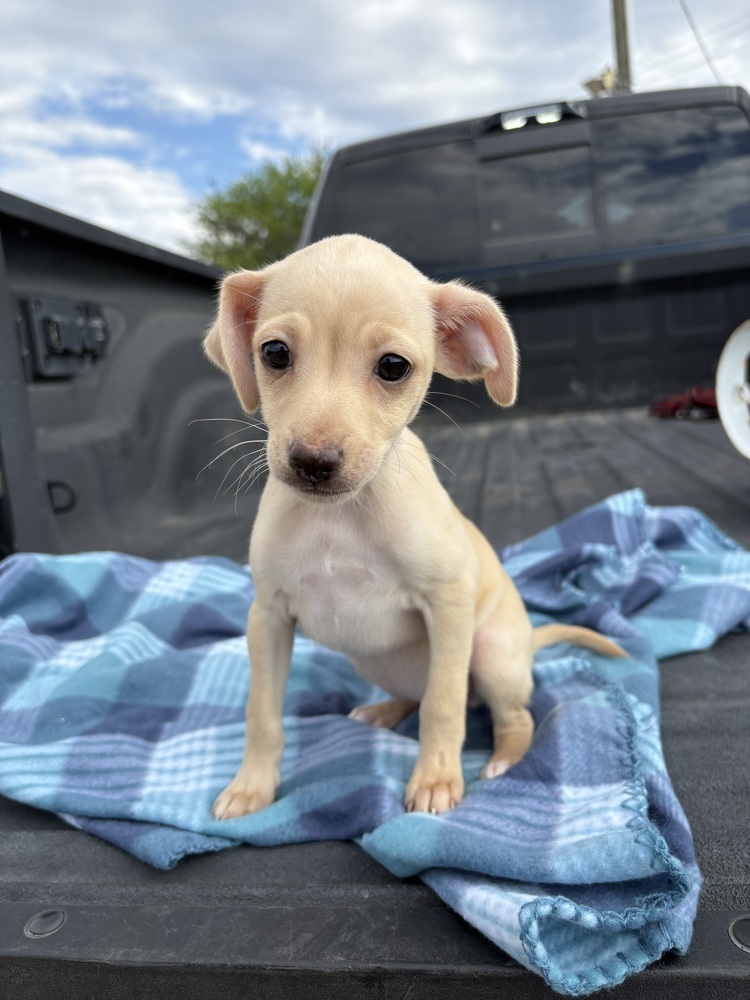 Olivia (Ophelia's Litter)