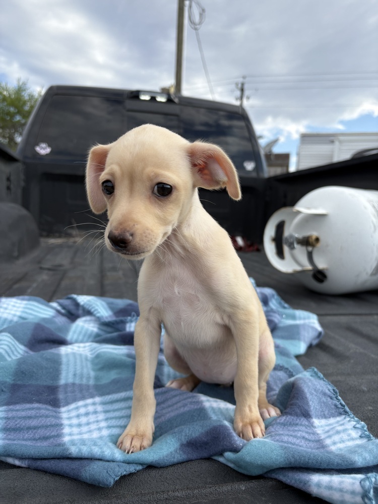 Olivia (Ophelia's Litter)