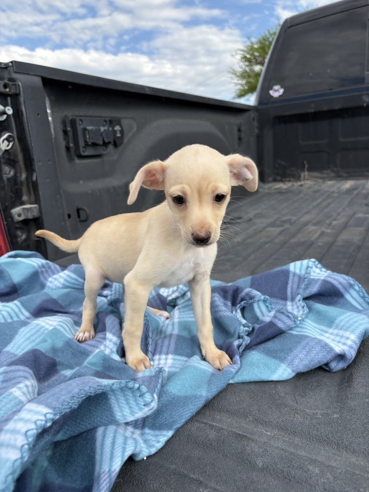 Olivia (Ophelia's Litter)