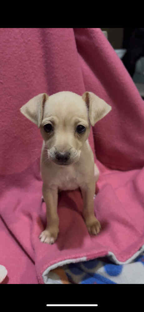 Olivia (Ophelia's Litter)