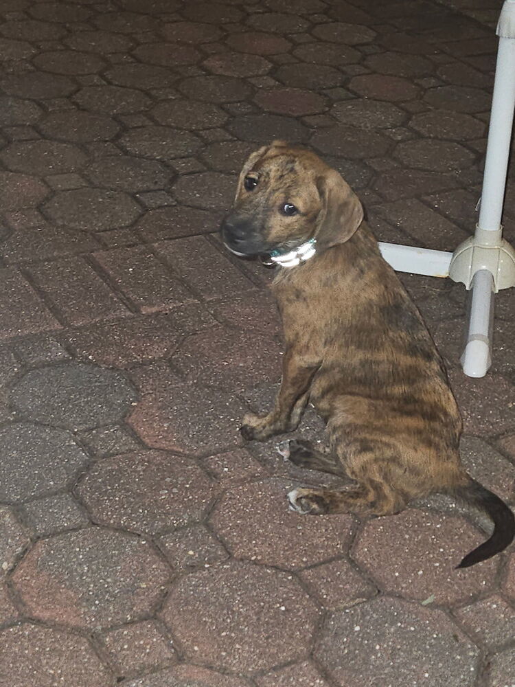 Flagstaff (F Puppies)