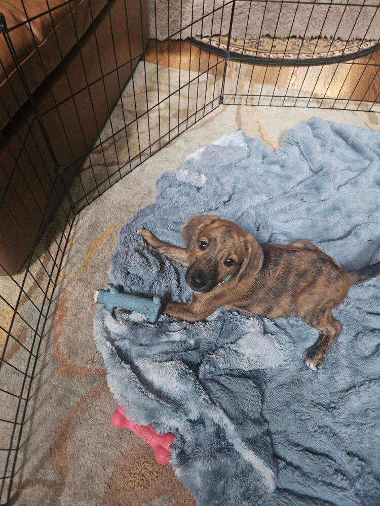 Flagstaff (F Puppies)