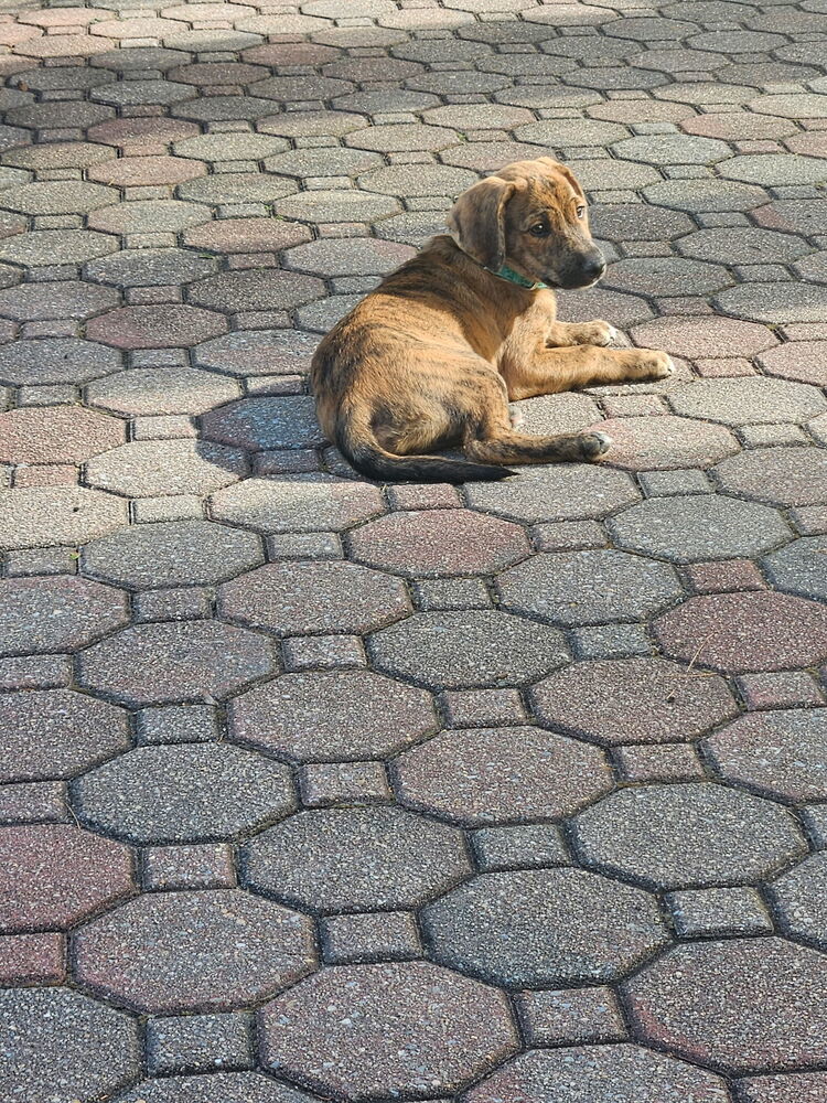 Flagstaff (F Puppies)