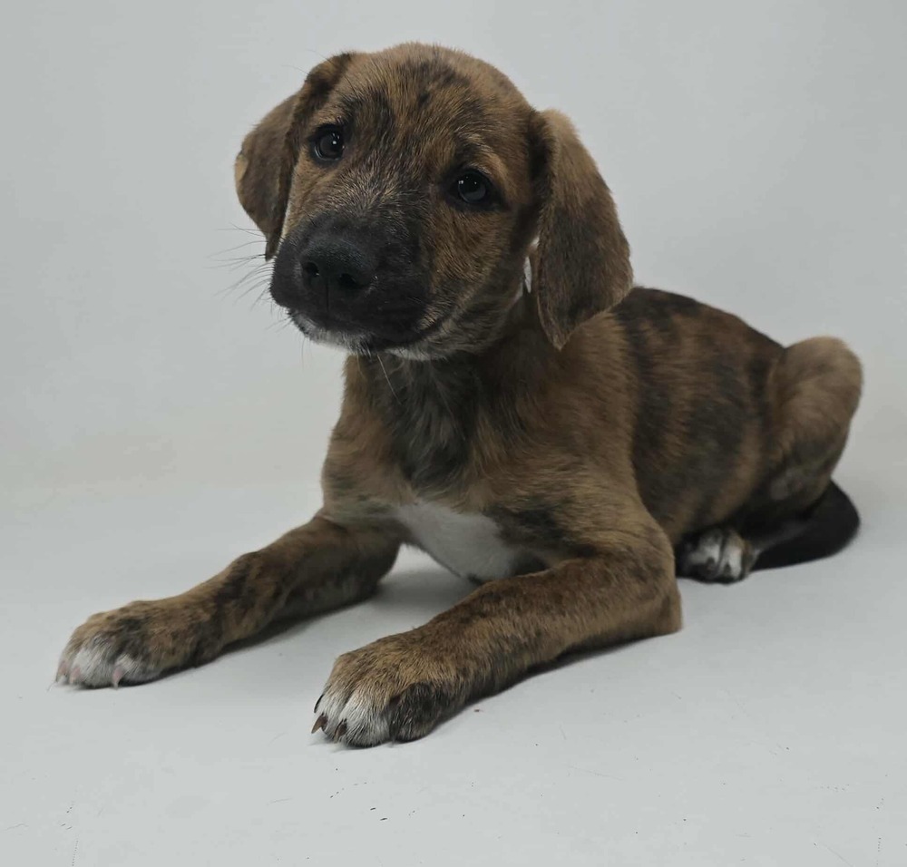 Flagstaff (F Puppies)