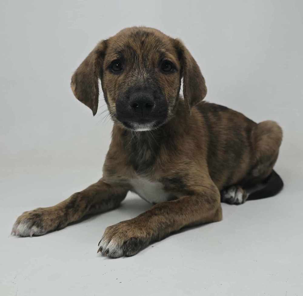 Flagstaff (F Puppies)