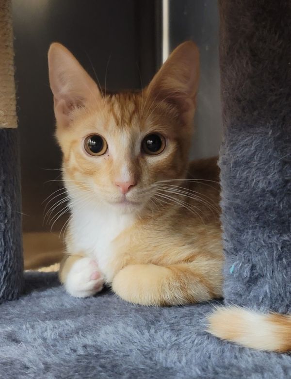 Chester