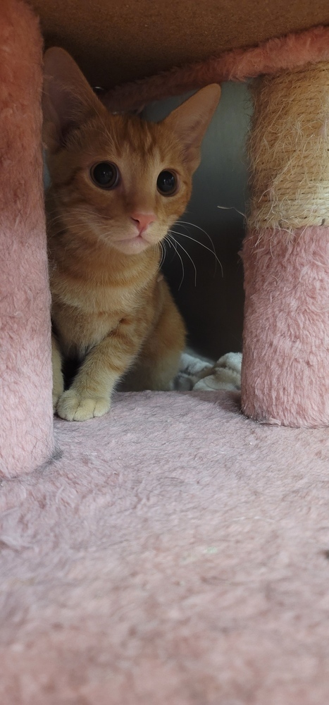 Ziggy