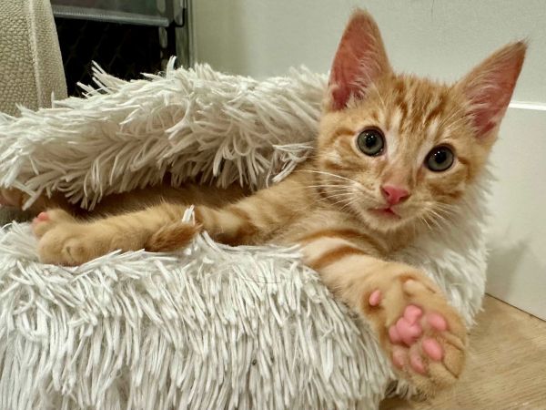Kitten Coby