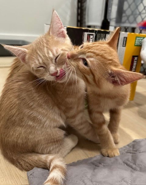 Kitten Coby