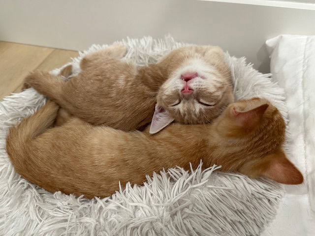Kitten Coby
